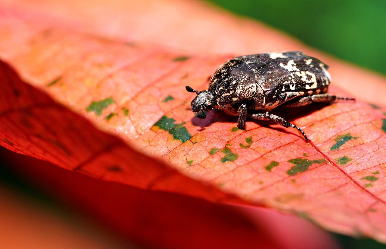 식물성 대체 식품