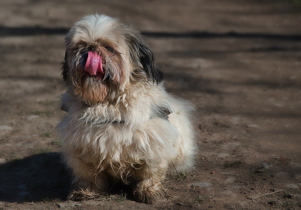 시추의 매력, 그 뒤에 숨겨진 비밀 살펴보기